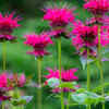 Bee balm – bright-colored flowering plants with pleasant <i class="tbold">fragrance</i>