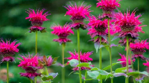 Bee balm – bright-colored flowering plants with pleasant fragrance