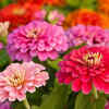 Article image for: Zinnia – colorful flowering plant that attracts butterflies