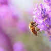 Article image for: Lavender – fragrant plant that attracts pollinators