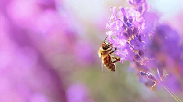 Lavender – fragrant plant that attracts pollinators