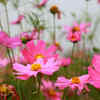 Article image for: Cosmos – pretty wildflower with long blooming time