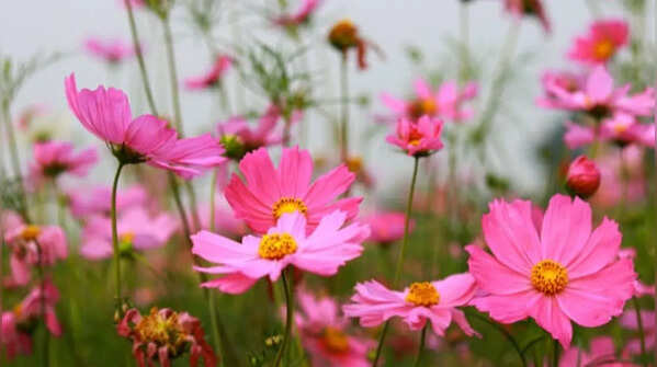 Cosmos – pretty wildflower with long blooming time