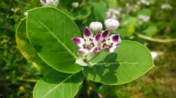 Milkweed – the host plant for monarch butterflies