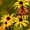 Article image for: Black-eyed Susan – bright yellow flower with high nectar content