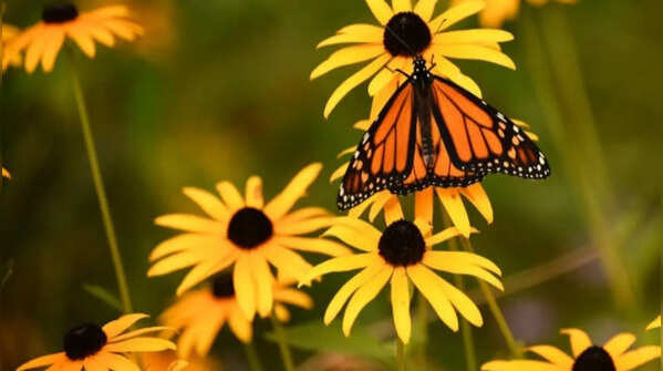 Black-eyed Susan – bright yellow flower with high nectar content