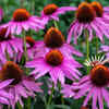 Coneflower – the gardener's favorite that attracts pollinators