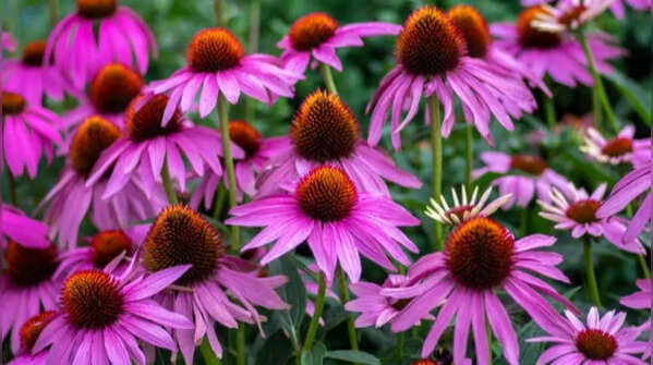Coneflower – the gardener's favorite that attracts pollinators