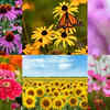 Article image for: 8 easy-to-grow wildflowers that attract butterflies and bees for natural pollination