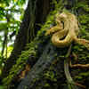 Article image for: Can travellers reach Snake Island?