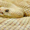 Home to golden lancehead viper, the most venomous snake on the planet