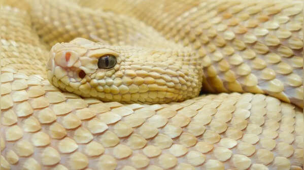 Home to golden lancehead viper, the most venomous snake on the planet