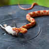 Article image for: <i class="tbold">home</i> to thousands of deadly snakes