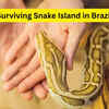 Article image for: Surviving Snake Island in Brazil; 5 disturbing facts about the world’s most dangerous island every traveller should know