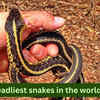Article image for: Who manages the island