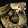 Amethystine python – the giant rainforest climber