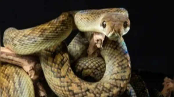 Amethystine python – the giant rainforest climber