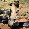 Article image for: King cobra – the biggest venomous snake in the world