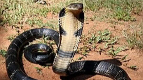 King cobra – the biggest venomous snake in the world