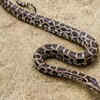 Article image for: Indian python – the giant Indian subcontinent snake