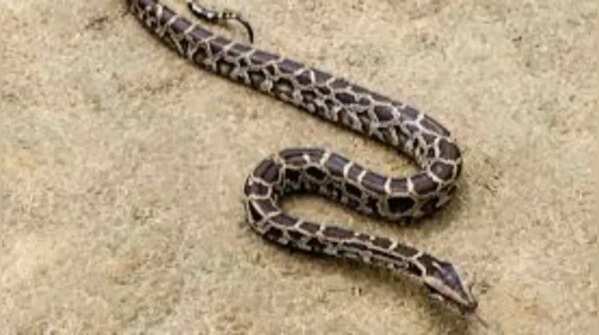 Indian python – the giant Indian subcontinent snake