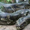 African rock python – Africa's biggest snake