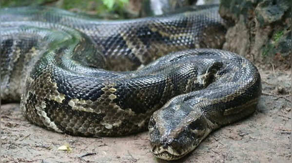African rock python – Africa's biggest snake