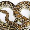 Article image for: Burmese python – a gigantic Southeast Asian constrictor