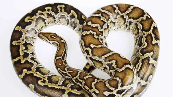 Burmese python – a gigantic Southeast Asian constrictor