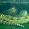 Article image for: Green anaconda – the heaviest giant snake
