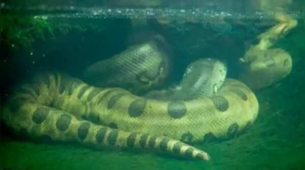 Green anaconda – the heaviest giant snake