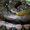 Article image for: Reticulated python – the longest snake in the world