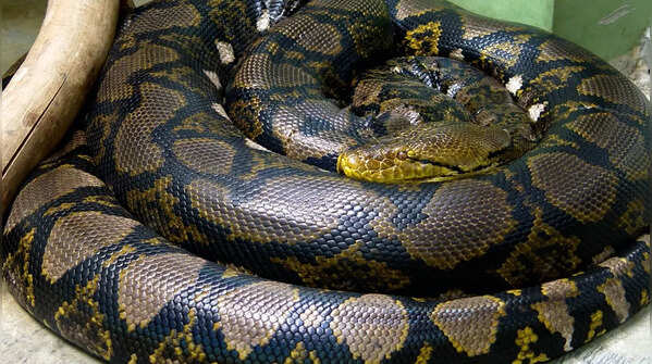 Reticulated python – the longest snake in the world
