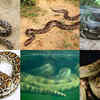 Article image for: 7 Longest snakes in the world you should know about