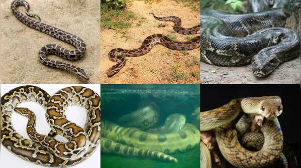7 Longest snakes in the world you should know about