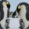 Emperor penguin – no nest in the frozen wildernessEmperor penguin – no nest in the frozen wilderness