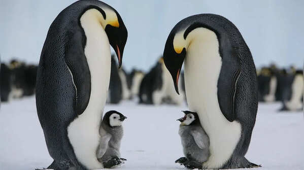 Emperor penguin – no nest in the frozen wildernessEmperor penguin – no nest in the frozen wilderness