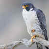 Article image for: Peregrine falcon – laying eggs on high surfaces