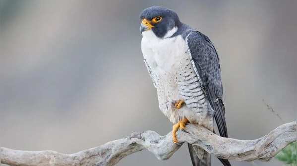 Peregrine falcon – laying eggs on high surfaces