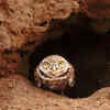 Burrowing owl – nesting underground