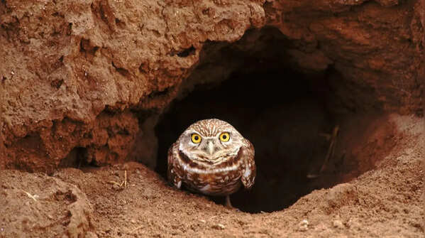 Burrowing owl – nesting underground