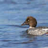 Article image for: European goldeneye – nesting without construction