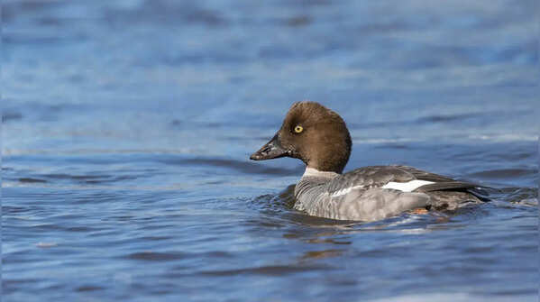 European goldeneye – nesting without construction