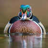 Wood duck – preferring natural nests