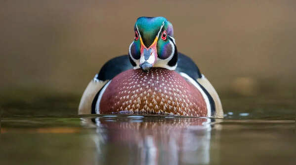 Wood duck – preferring natural nests