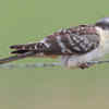 Article image for: Great <i class="tbold">spot</i>ted cuckoo – dependent on crow nests