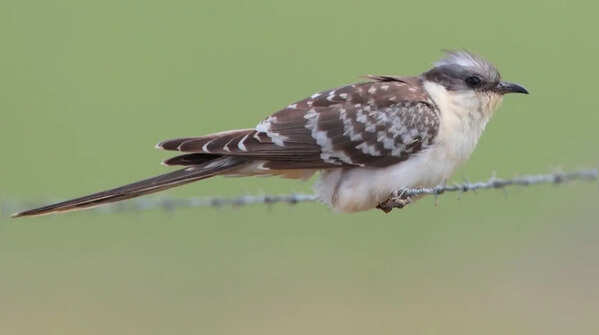 Great spotted cuckoo – dependent on crow nests