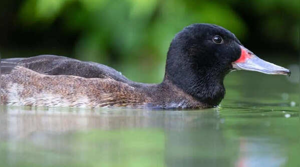 Black-headed duck – an unusual water bird