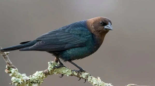 Brown-headed cowbird – a brood parasite of North America