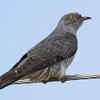 Article image for: Common cuckoo – a master of deception